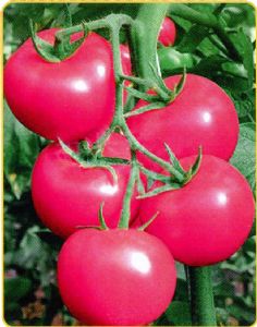 供应瑞星—番茄种子