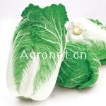 供应金美-韩国进口黄芯白菜品种