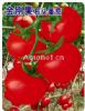 金刚果番茄——番茄种子