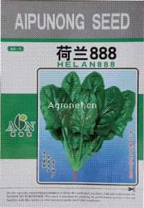 供应荷兰888菠菜——根茎类种子