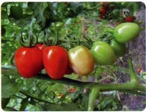 供应优选圣玛丽2012—樱桃番茄种子
