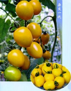 供应金串（抗黄化卷叶病毒）—番茄种子