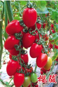 供应骏樱—樱桃番茄种子