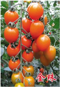 供应金珠—樱桃番茄种子