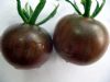 供应紫依—番茄种子