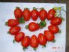 富红-夏宝　番茄种子