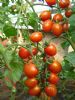 富红218－－番茄种子