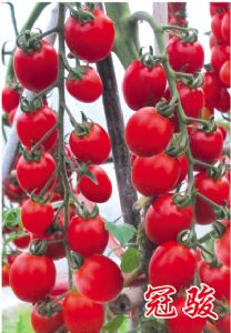 供应冠骏—樱桃番茄种子
