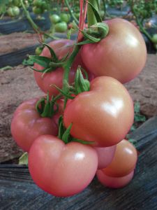 供应欧特粉(荷兰)—番茄种子