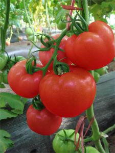 供应托美多—番茄种子