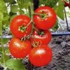 供应赤福—番茄种子