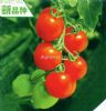 铃姬——番茄种子