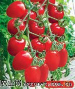 供应千禧西红柿种子