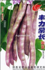 供应丰力紫长架豆秋紫豆108系—菜豆种子