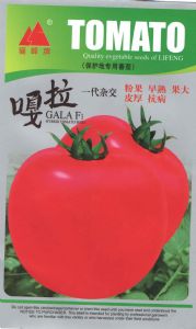 供应保护地专用番茄嘎拉—番茄种子