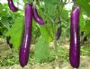 供应紫荣6号紫长茄-茄子种子