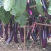 供应白沙雅丰1号紫红茄—茄子种子