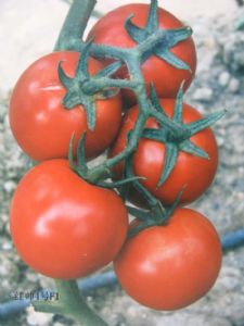 供应红帅四号-番茄种子