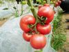 供应荷兰进口粉佰丽F1—番茄种子