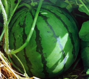 供应天王星—西瓜种子