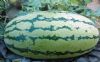 供应玉福威龙—西瓜种子
