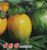 供应黄彩球—盆景蔬菜种子