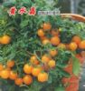 供应黄水晶—盆景蔬菜番茄种子