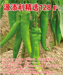 供应源添利精选128F1—辣椒种子