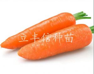 供应红光春莳五寸—胡萝卜种子