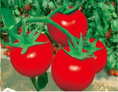 供应罗希—番茄种子