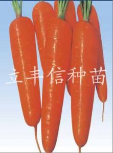 供应金童—胡萝卜种子