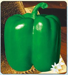 供应源添利新十一号F1—甜椒种子