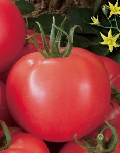 供应粉嘉21—番茄种子