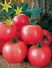 供应阿粉达—番茄种子