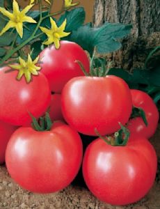 供应阿粉达—番茄种子