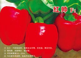 供应红帅F1—甜椒种子