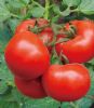 供应1705—番茄种子