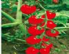 供应红霞七号—番茄种子