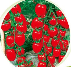 供应红奥运—番茄种子