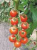 供应红帝—番茄种子