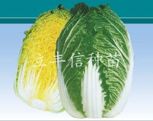 供应黄爱65—白菜种子
