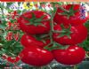 供应法拉利—番茄种子