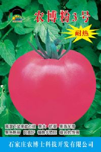 供应农博粉3号—番茄种子