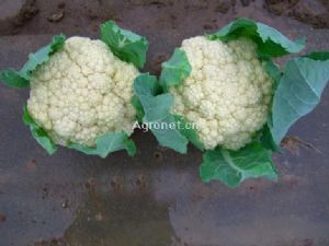  供应白花菜JR003——白花菜种子