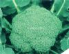 绿辉——青花菜种子