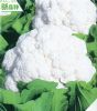 名月55——花椰菜种子