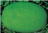 供应特大绿宝王—西瓜种子