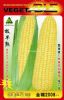 金糯2008-菜用玉米种子