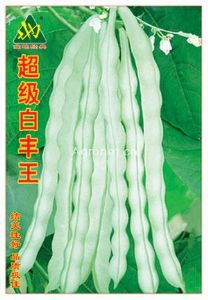 超级白丰王-芸豆种子