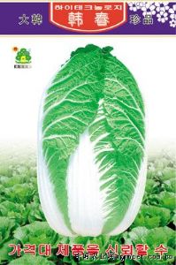 供应韩春——白菜种子